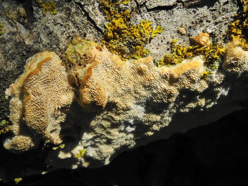Del 17 Maggio (Trametes trogii)